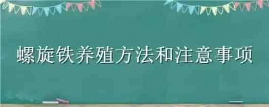 螺旋铁养殖方法和注意事项