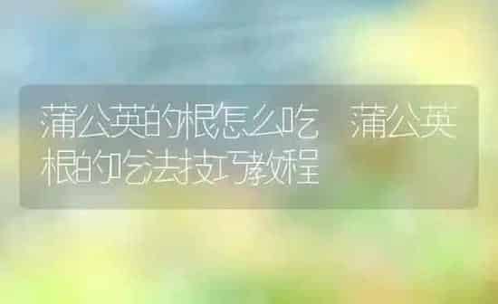 蒲公英的根怎么吃 蒲公英根的吃法技巧教程 | 养殖资料投稿