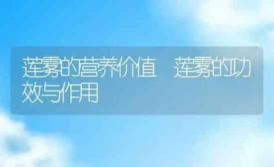 莲雾的营养价值 莲雾的功效与作用 | 养殖资料投稿