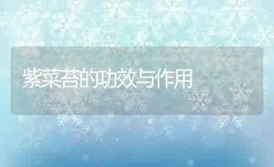 紫菜苔的功效与作用 | 养殖资料投稿