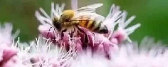 僵尸蜜蜂真的存在吗？