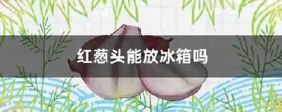 红葱头能放冰箱吗