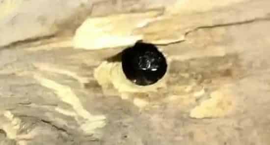 金环胡蜂养殖技术及注意事项