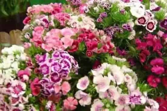 石竹花怎么养 石竹花的养殖方法和注意事项
