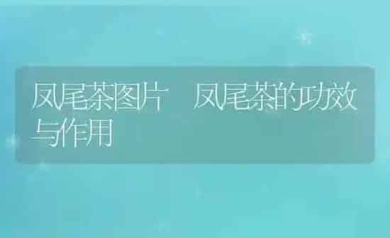 凤尾茶图片 凤尾茶的功效与作用 | 养殖资料投稿