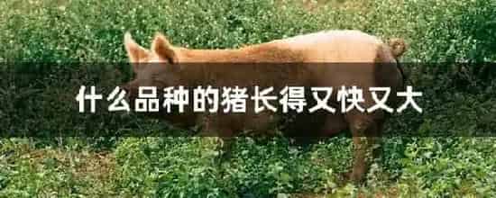 什么品种的猪长得又快又大