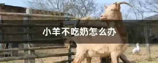 小羊不吃奶怎么办