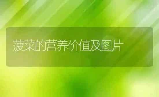 菠菜的营养价值及图片 | 养殖资料投稿