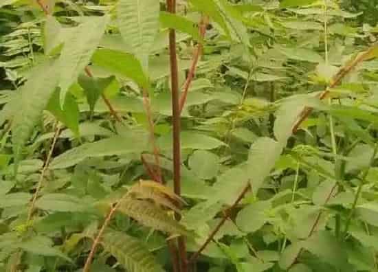 种植前景|香椿亩产量多少斤 一亩香椿产值多少钱