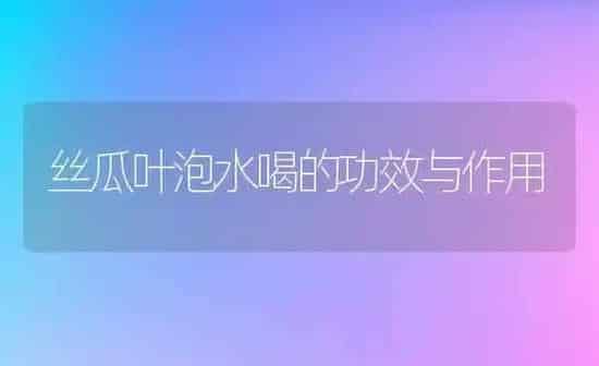丝瓜叶泡水喝的功效与作用 | 养殖资料投稿