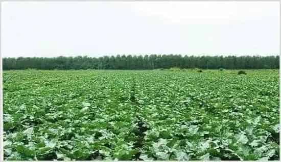 2019年西兰花的种植前景如何?怎么种能提高种植效益? | 养殖什么赚钱