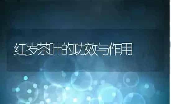 红岁茶叶的功效与作用 | 养殖资料投稿