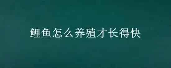 鲤鱼怎么养殖才长得快