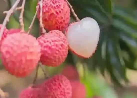 种植前景|荔枝树北方可以种吗
