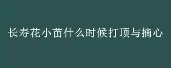 长寿花小苗什么时候打顶与摘心