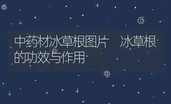 中药材冰草根图片 冰草根的功效与作用 | 养殖资料投稿
