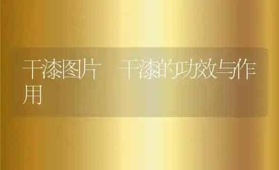 干漆图片 干漆的功效与作用 | 养殖资料投稿