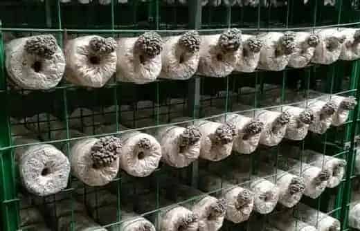 种植前景|2000袋平菇投资多少钱（种植平菇大棚一亩投资成本利润）