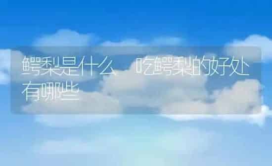 鳄梨是什么 吃鳄梨的好处有哪些 | 养殖资料投稿