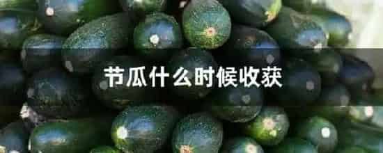 节瓜什么时候收获