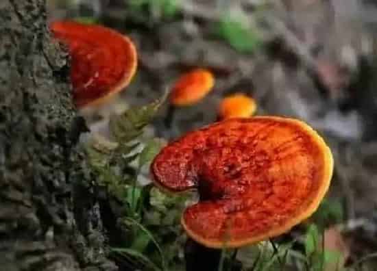 种植前景|种植灵芝赚钱吗 种植利润与前景