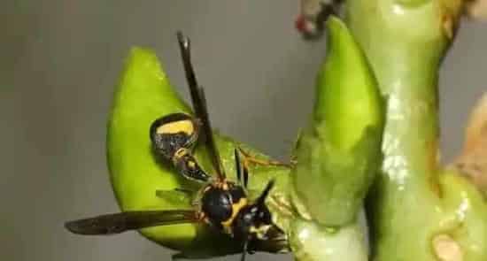 家里有细腰蜂怎么办