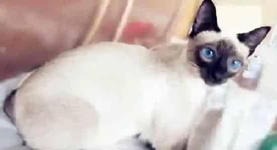 暹罗猫价格贵吗 如何正确挑选暹罗猫?