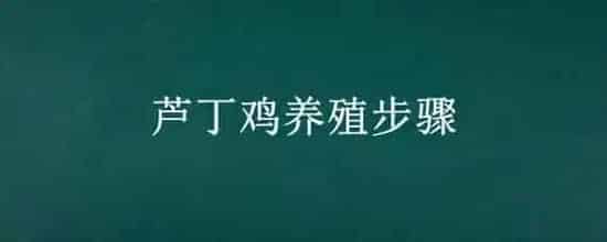 芦丁鸡养殖步骤
