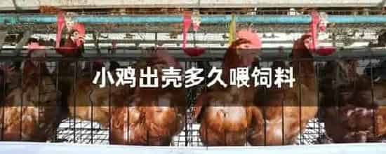 小鸡出壳多久喂饲料