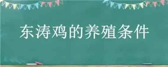 东涛鸡的养殖条件