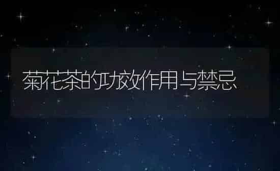 菊花茶的功效作用与禁忌 | 养殖资料投稿