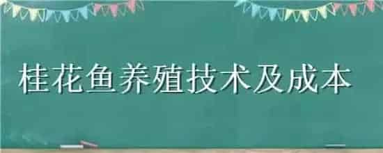 桂花鱼养殖技术及成本