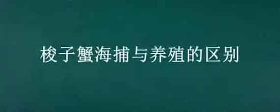梭子蟹海捕与养殖的区别