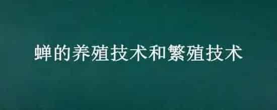 蝉的养殖技术和繁殖技术