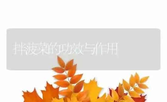 拌菠菜的功效与作用 | 养殖资料投稿