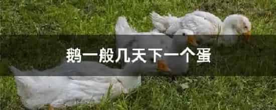 鹅一般几天下一个蛋