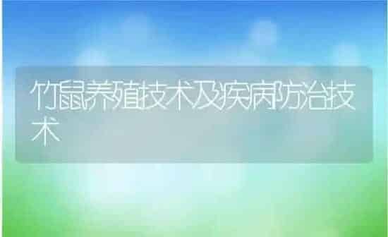 竹鼠养殖技术及疾病防治技术 | 养殖资讯