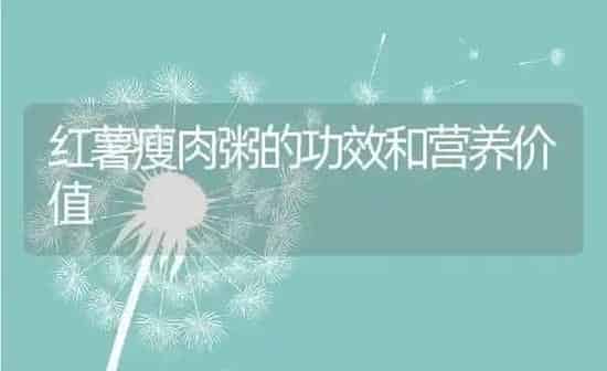 红薯瘦肉粥的功效和营养价值 | 养殖资讯
