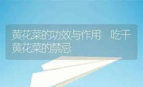 黄花菜的功效与作用 吃干黄花菜的禁忌 | 养殖资料投稿