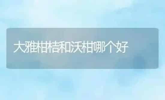 大雅柑桔和沃柑哪个好 | 养殖资讯