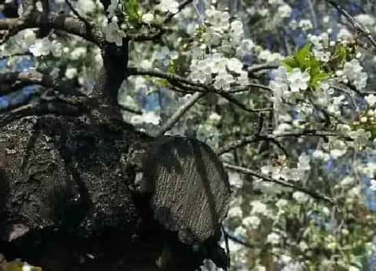 种植前景|樱花种植条件和区域 生长温度条件