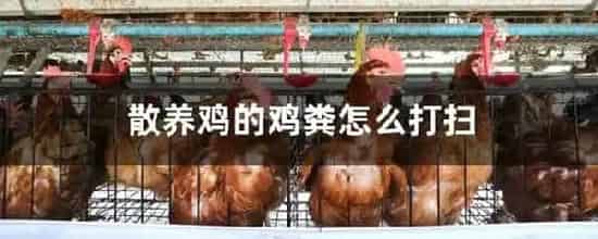 散养鸡的鸡粪怎么打扫