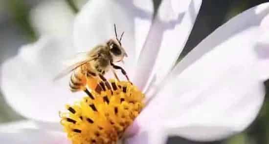 蜜蜂不酿蜜是什么原因？