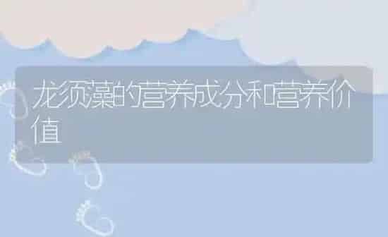 龙须藻的营养成分和营养价值 | 养殖资料投稿
