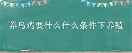 养乌鸡要什么什么条件下养殖