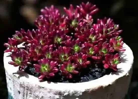 种植前景|紫米产量高吗 亩产量多少