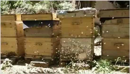 蜜蜂养殖赚钱吗 | 养殖项目前景