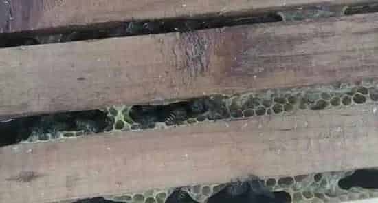 养40箱蜂一年赚多少钱