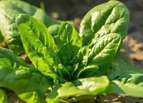 种菜|黄泥土适合种什么蔬菜