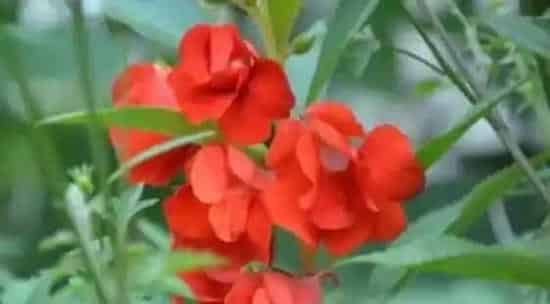 凤仙花的养殖方法和注意事项有哪些